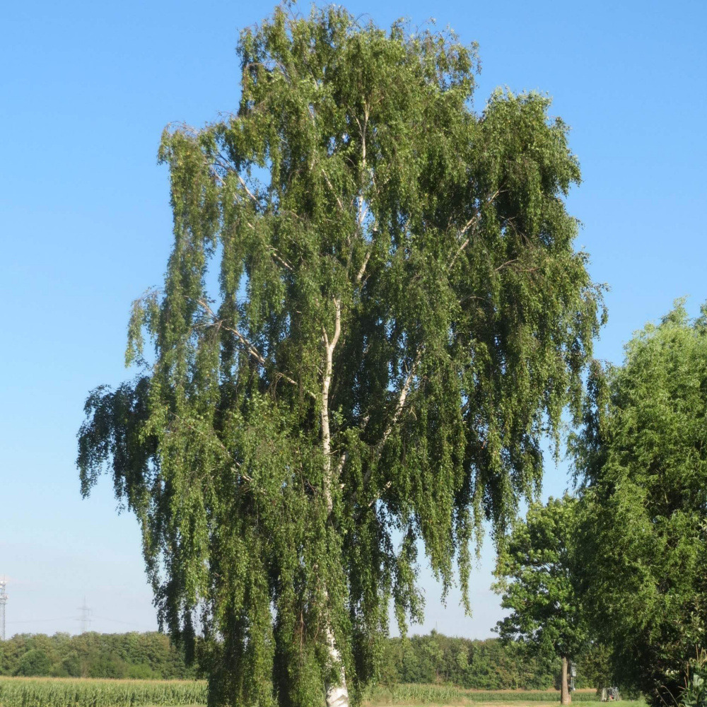 Саженец березы повислой/Betula pendula С12/140-160 Рост.Ок — цена в  Бузулуке, купить в интернет-магазине, характеристики и отзывы, фото